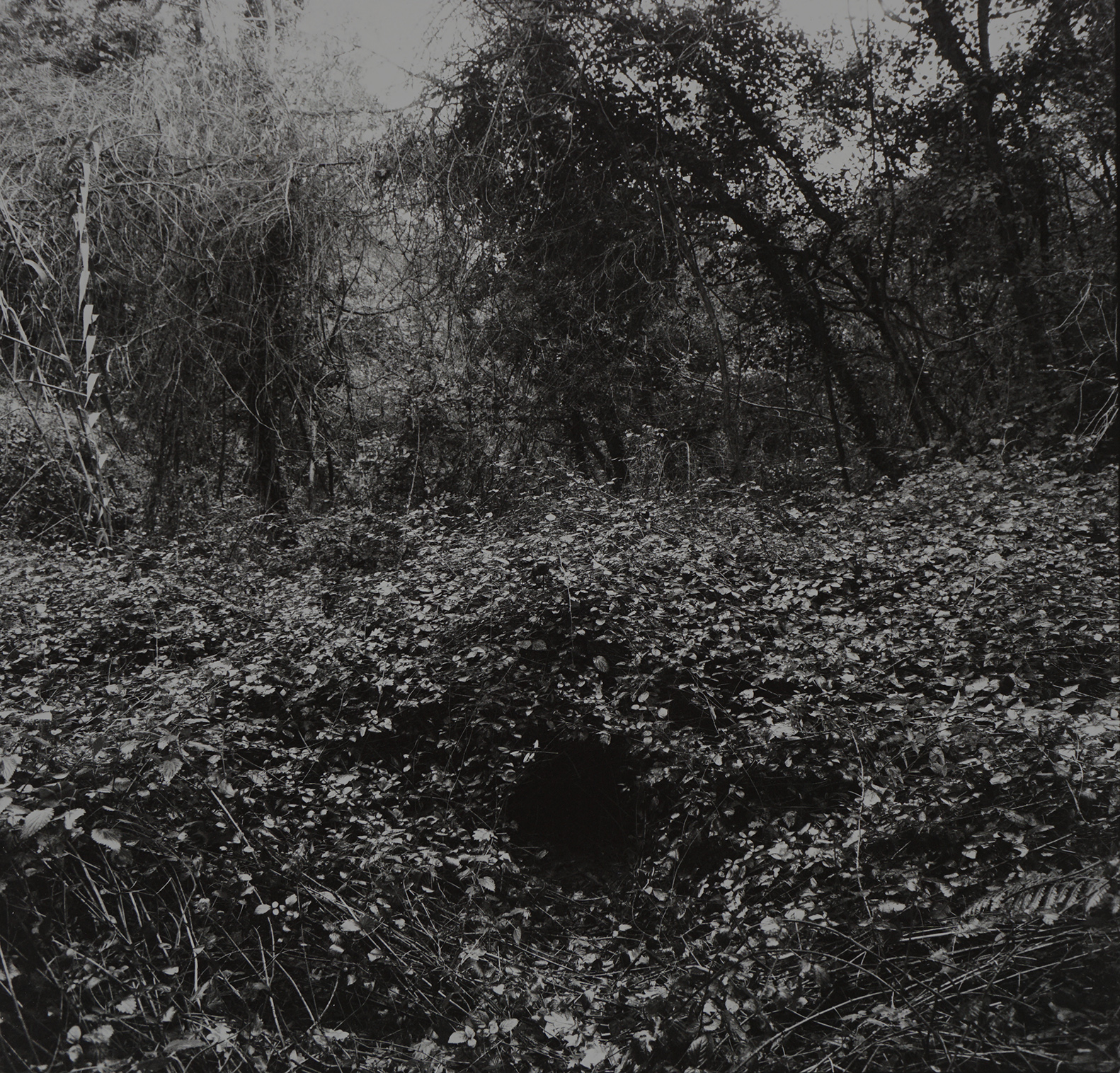 image Thom Puckey Landscape with Portal 0